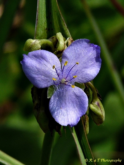 {Tradescantia ohiensis}
